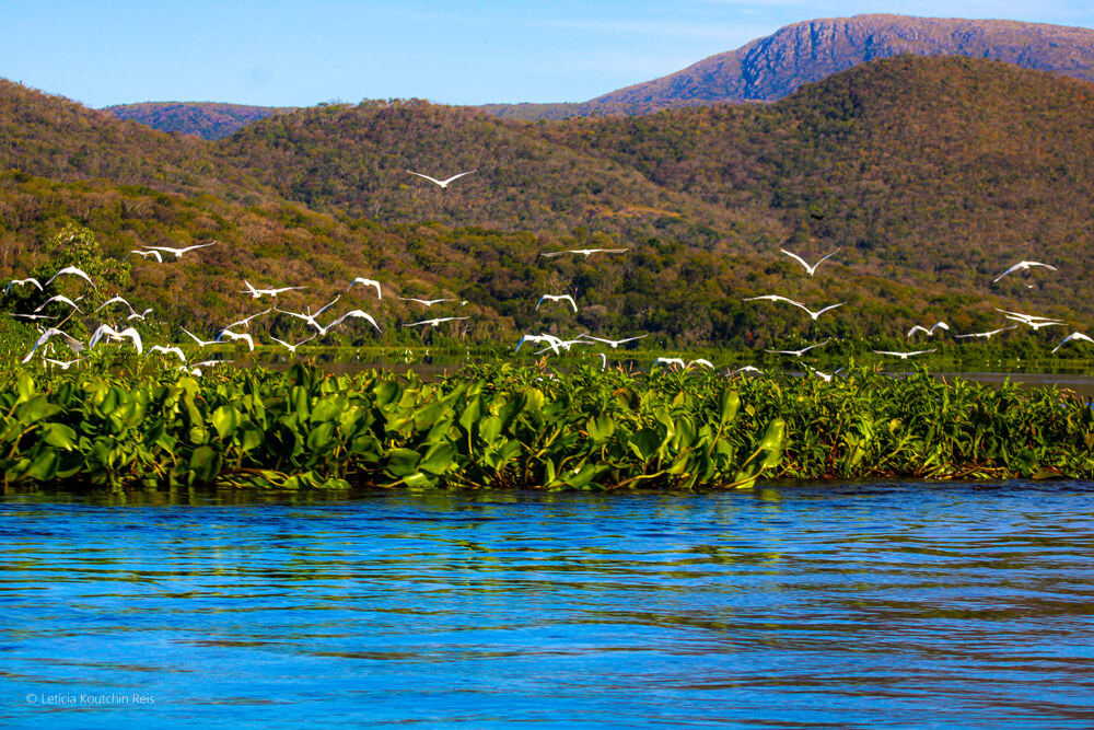 raizes-do-pantanal-01